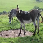 Feriendorf Reinskopf In Der Eifel アパート *