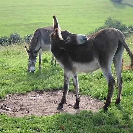 In Reinskopf With Fireplace & Balcony Apartmán *