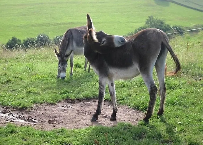 Feriendorf Reinskopf In Der Eifel 公寓 *